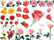 109张各色玫瑰图片5