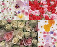5款花卉图片