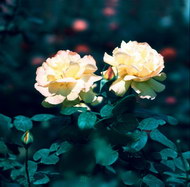 双朵黄玫瑰