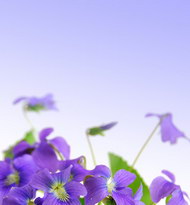 优雅紫色花朵图片