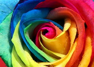 彩色的玫瑰花特写图片