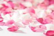 白玫瑰粉红玫瑰花瓣图片
