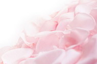 柔和的粉红玫瑰花花瓣图片