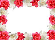 红玫瑰白玫瑰花边图片