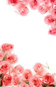 粉红色玫瑰花束图片