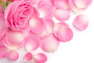 粉红色玫瑰花瓣图片