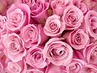 粉红色玫瑰花背景图片