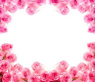 粉红色玫瑰花边图片