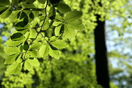 绿色生机树叶图片