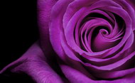 紫色玫瑰花特写图片