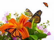 蝴蝶与百合花图片