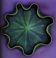 陶瓷工艺品图片