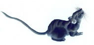 老鼠水墨画图片