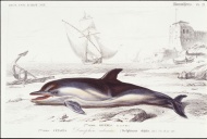 鲸鱼绘画图片