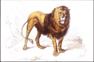 手绘狮子图片