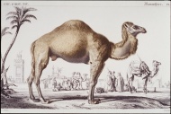 手绘骆驼图片