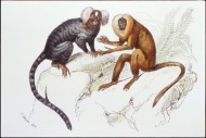 树猴绘画图片