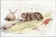 手绘兔子图片