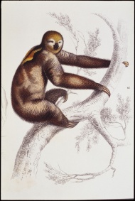 手绘树猴图片