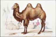 骆驼绘画图片