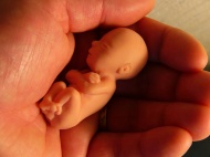 手与婴儿模型图片