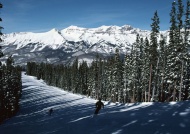 雪山树林滑雪图片