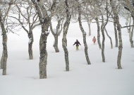 雪地森林滑雪图片