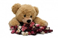 熊娃娃与玫瑰花