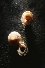 海贝化石图片