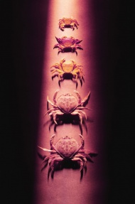 海蟹标本图片