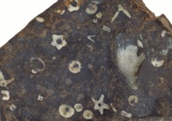 贝壳化石图片