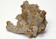 海珊瑚化石图片