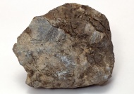 石头化石图片