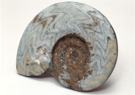 海螺琥珀化石图片