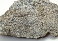 石头化石图片