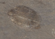 生物化石图片