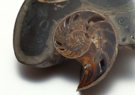 海螺琥珀图片