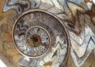 海螺琥珀图片