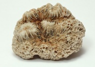 珊瑚化石图片