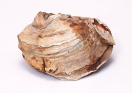蚝壳化石图片