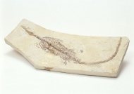 恐龙骨架化石图片