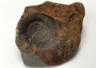螺纹化石图片