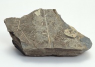 树叶纹理化石图片