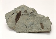树叶化石图片