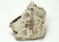 树叶化石图片