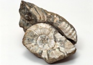 海螺化石图片