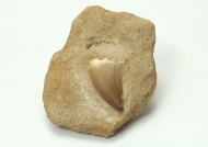 牛角化石图片