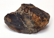 贝壳化石图片