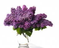 紫色系列插花艺术图片