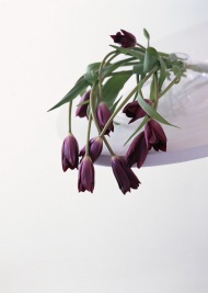 紫色郁金香花束艺术图片